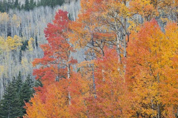 CO, San Juan Mts Aspen trees in autumn colors